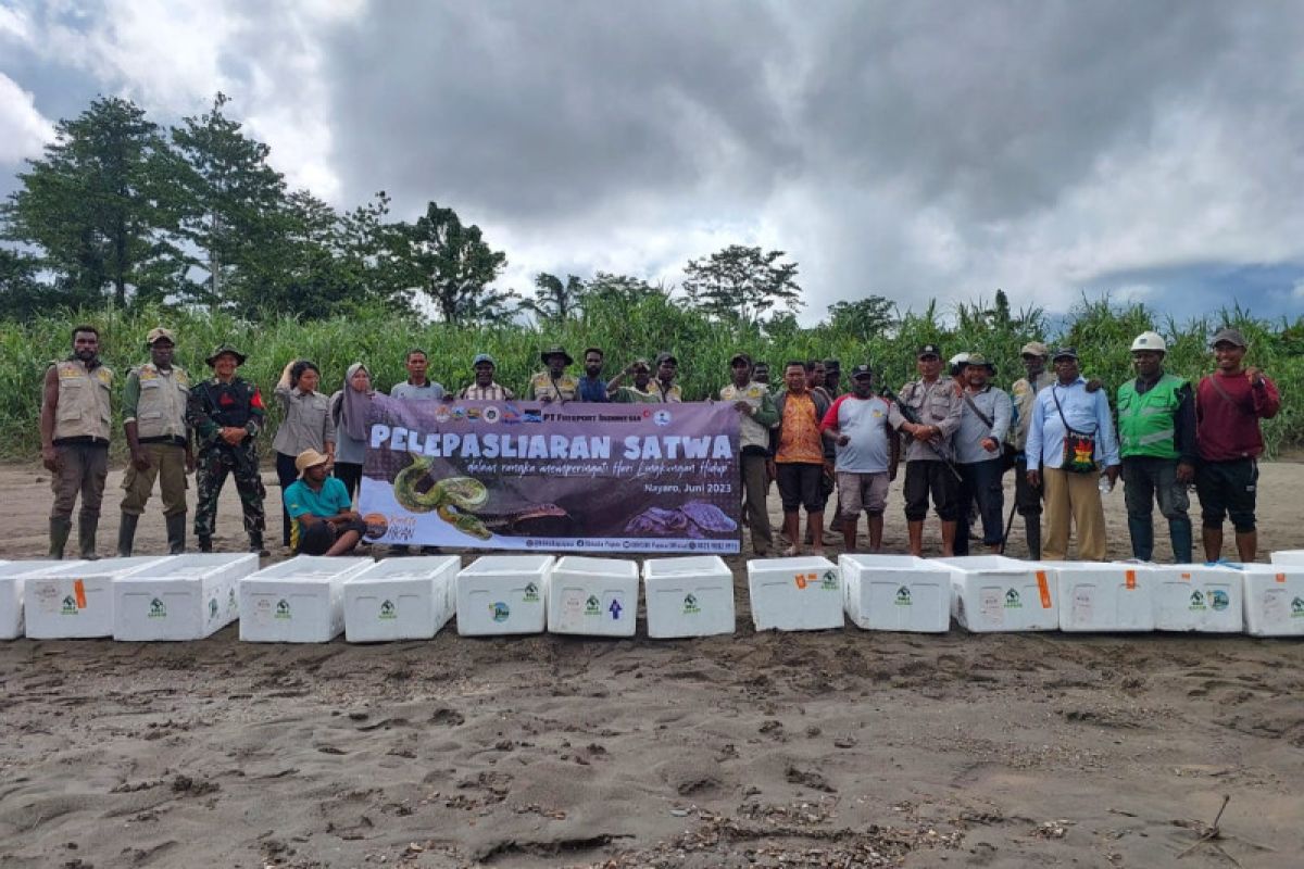 BBKSDA Papua-Freeport melepasliarkan 4.279 ekor satwa dilindungi