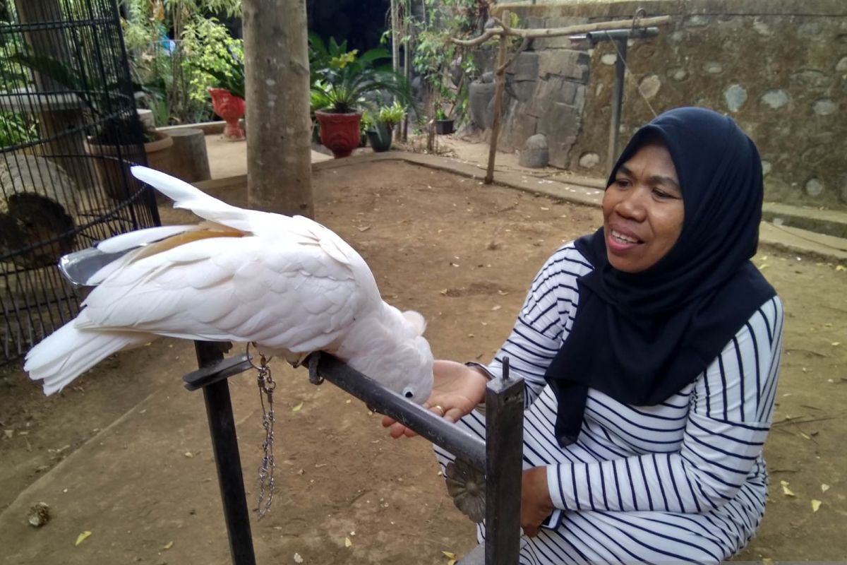 Jumlah spesies burung Indonesia bertambah menjadi 1.826 spesies