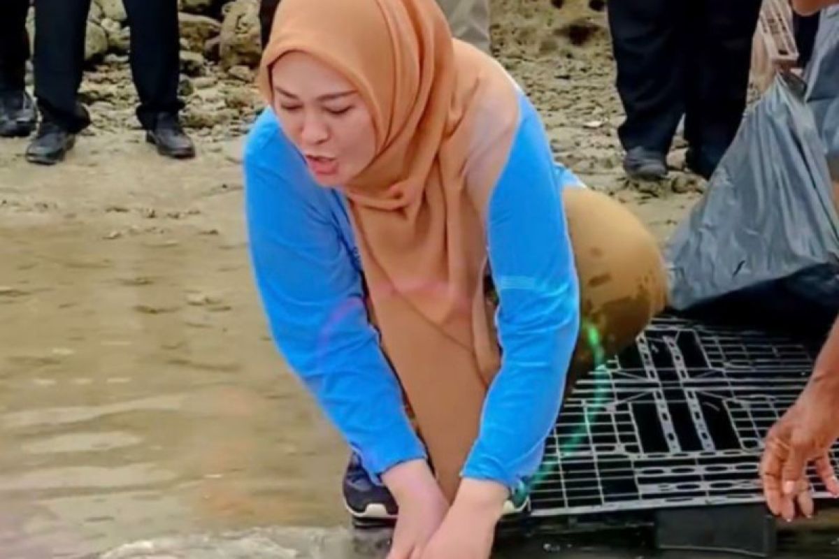 Bupati Pandeglang Lepas Empat Induk Penyu di Pantai Tanjung Lesung
