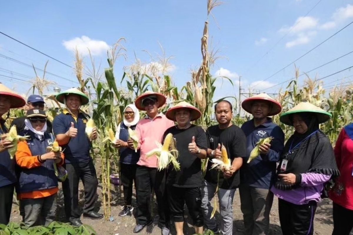 Pemkot Jakut budidaya sayur-mayur manfaatkan lahan di Kampung Bahari