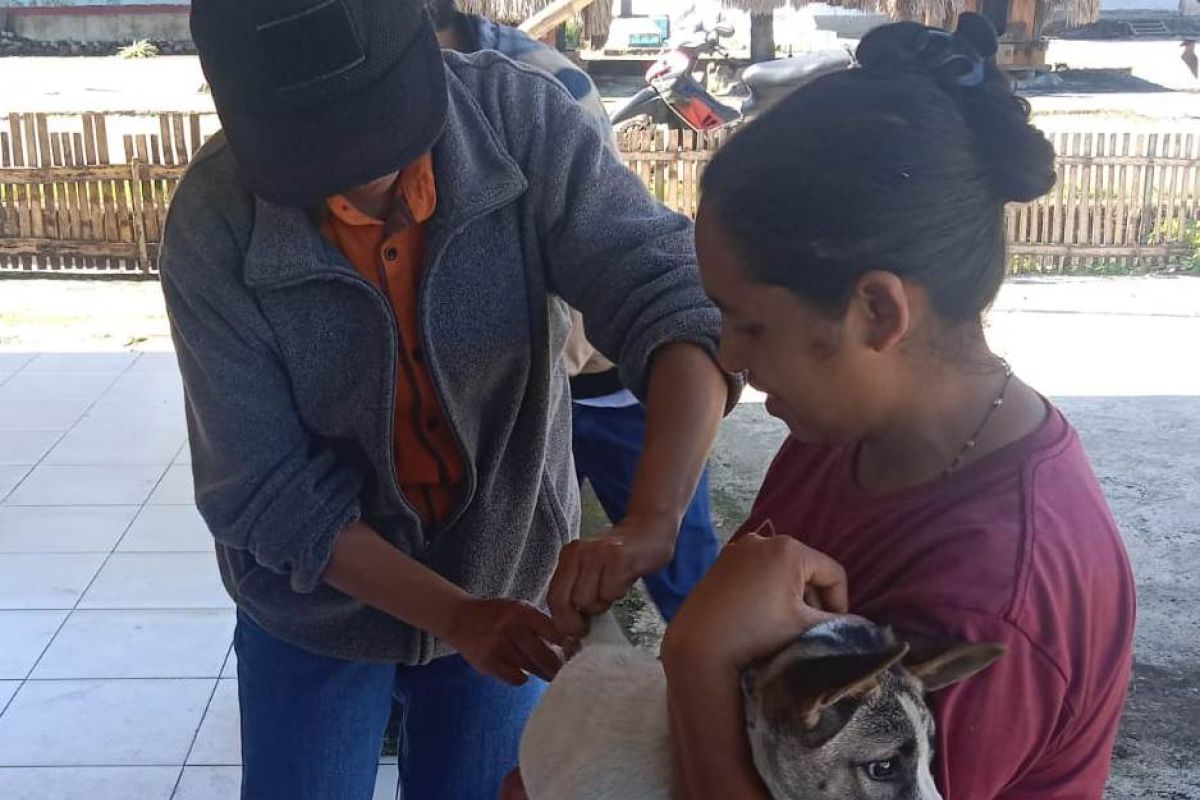 Dinas Peternakan Ngada vaksinasi darurat 4.213 anjing cegah rabies