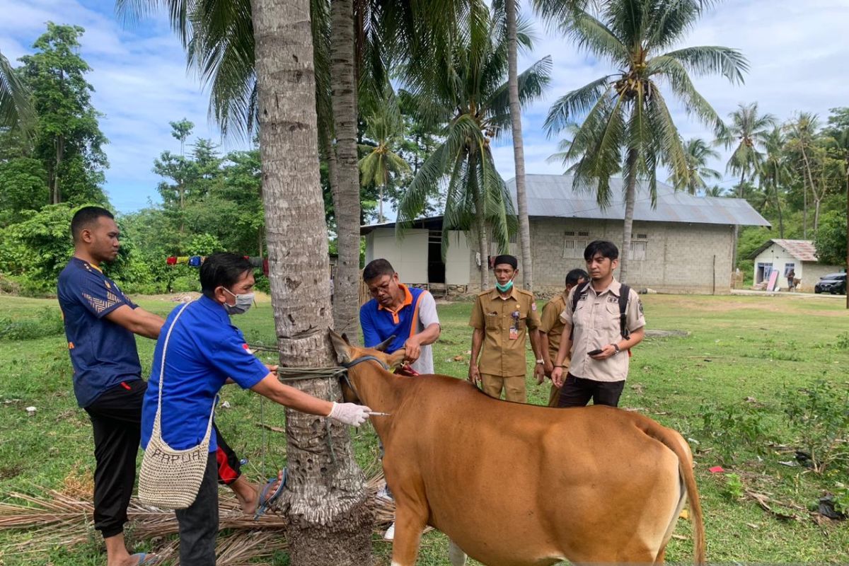 Pemkab Bone Bolango vaksinasi sapi cegah PMK