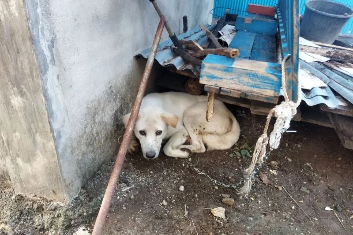 Bupati Manggarai Barat wajibkan warga ikat HPR cegah rabies