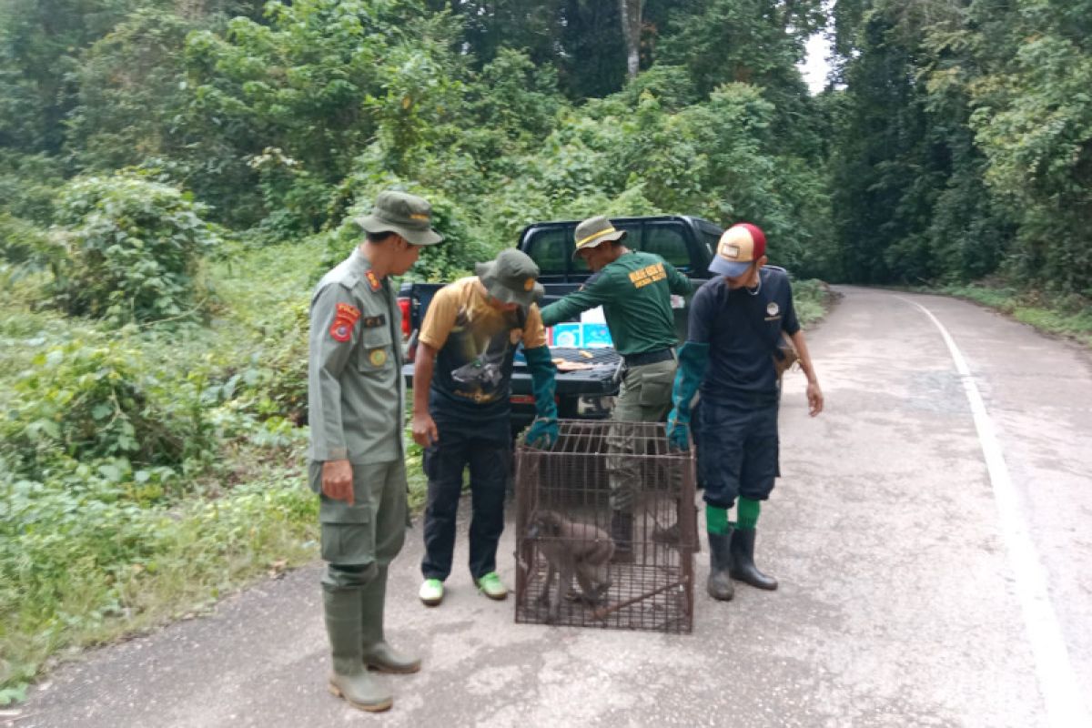 BKSDA Sulawesi Tenggara lepas liarkan monyet endemik Pulau Buton