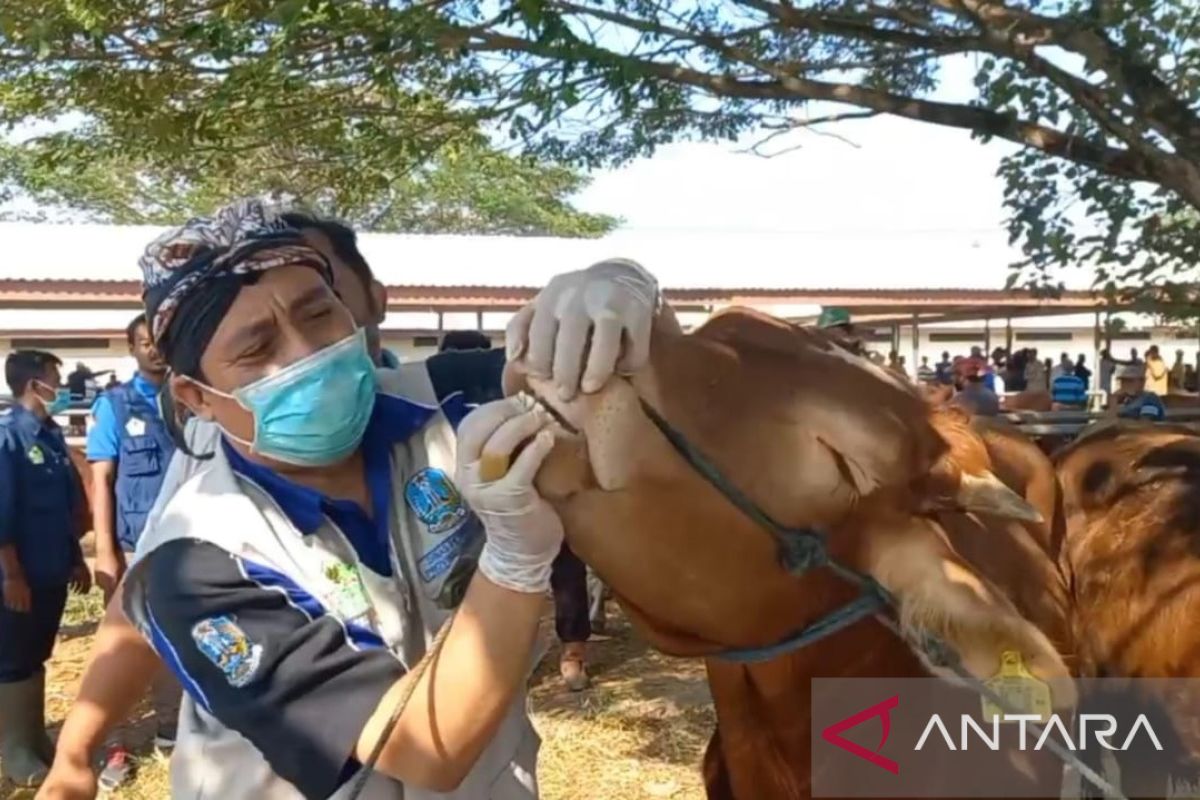 Jelang Idul Adha, DKPP Kabupaten Madiun periksa hewan kurban