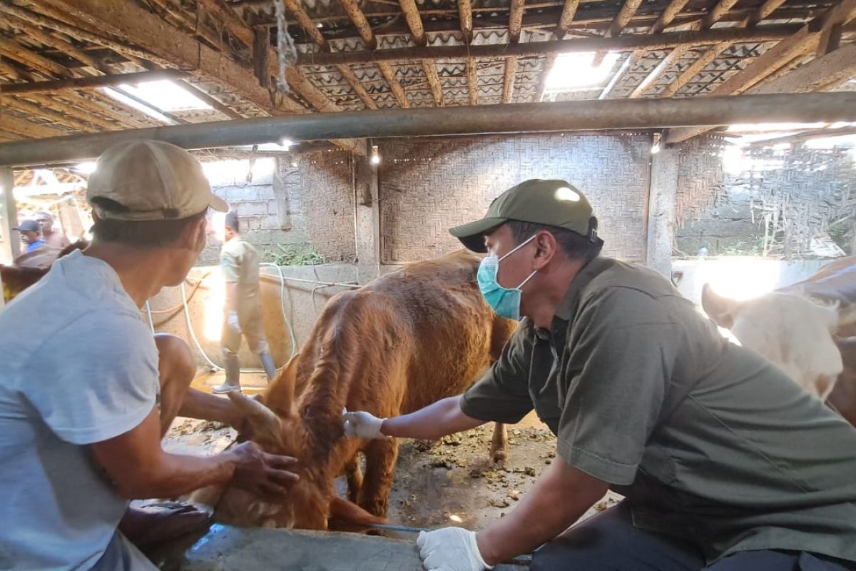 Pemkab Banyuwangi siapkan 35 ribu sapi untuk Hari Raya Idul Adha 1444 H