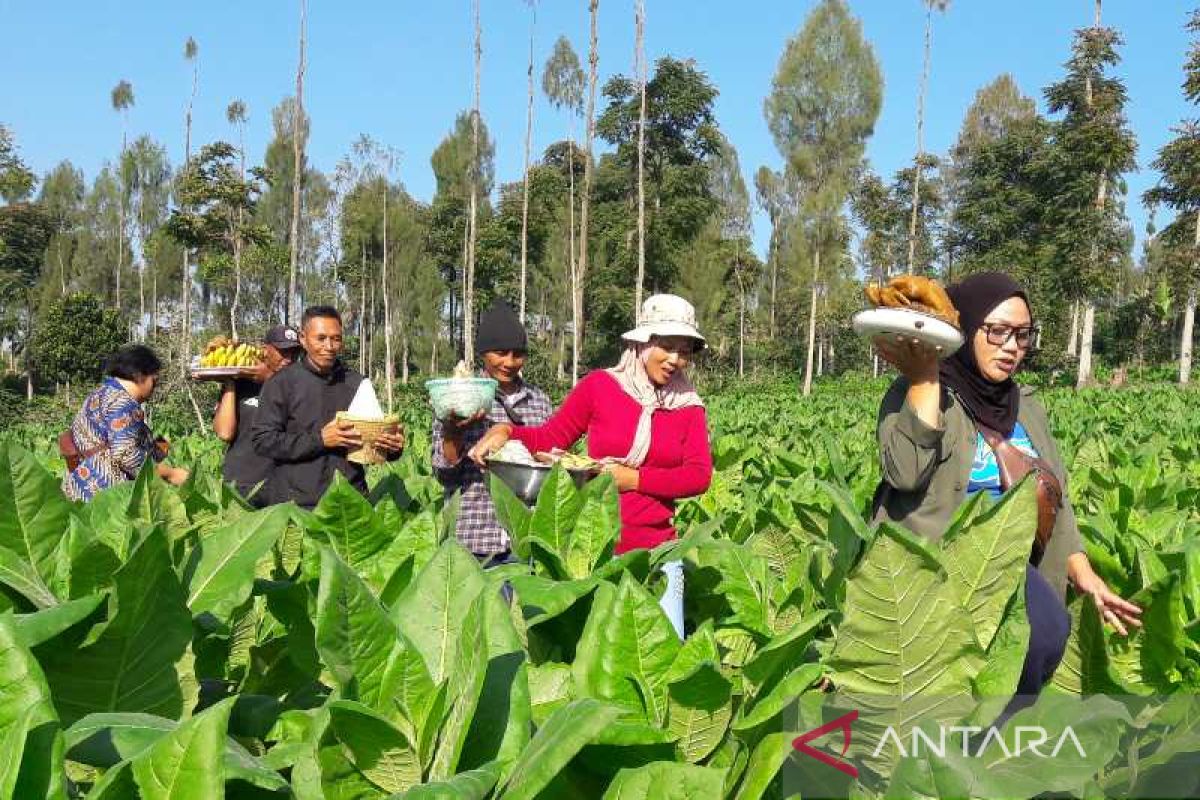 Petani di lereng Gunung Sindoro melaksanakan tradisi "wiwit" tembakau