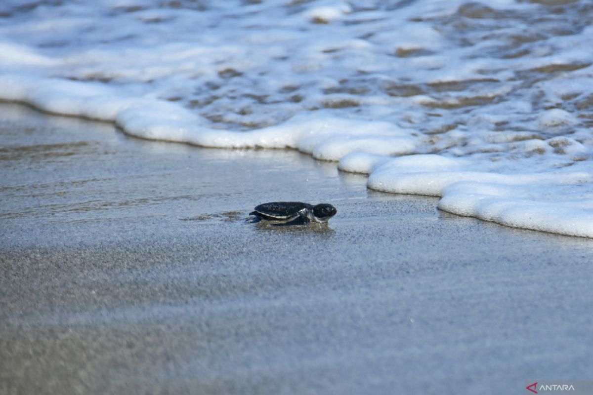 Sea turtle conservation action plan needs scientific data support: KKP