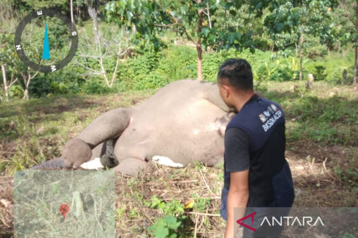 Gajah betina ditemukan mati di Aceh Tengah