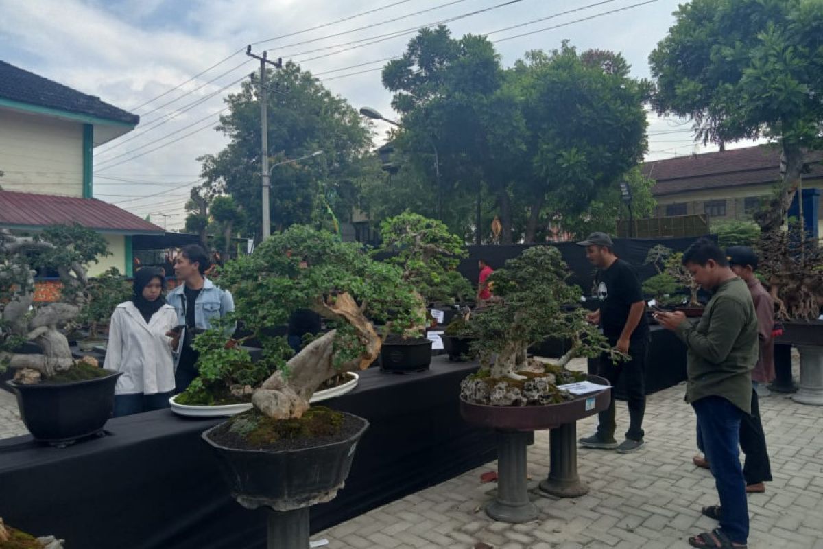 Sebanyak 200 bonsai dipamerkan pada Harmoni Bonsai PPBI Metro