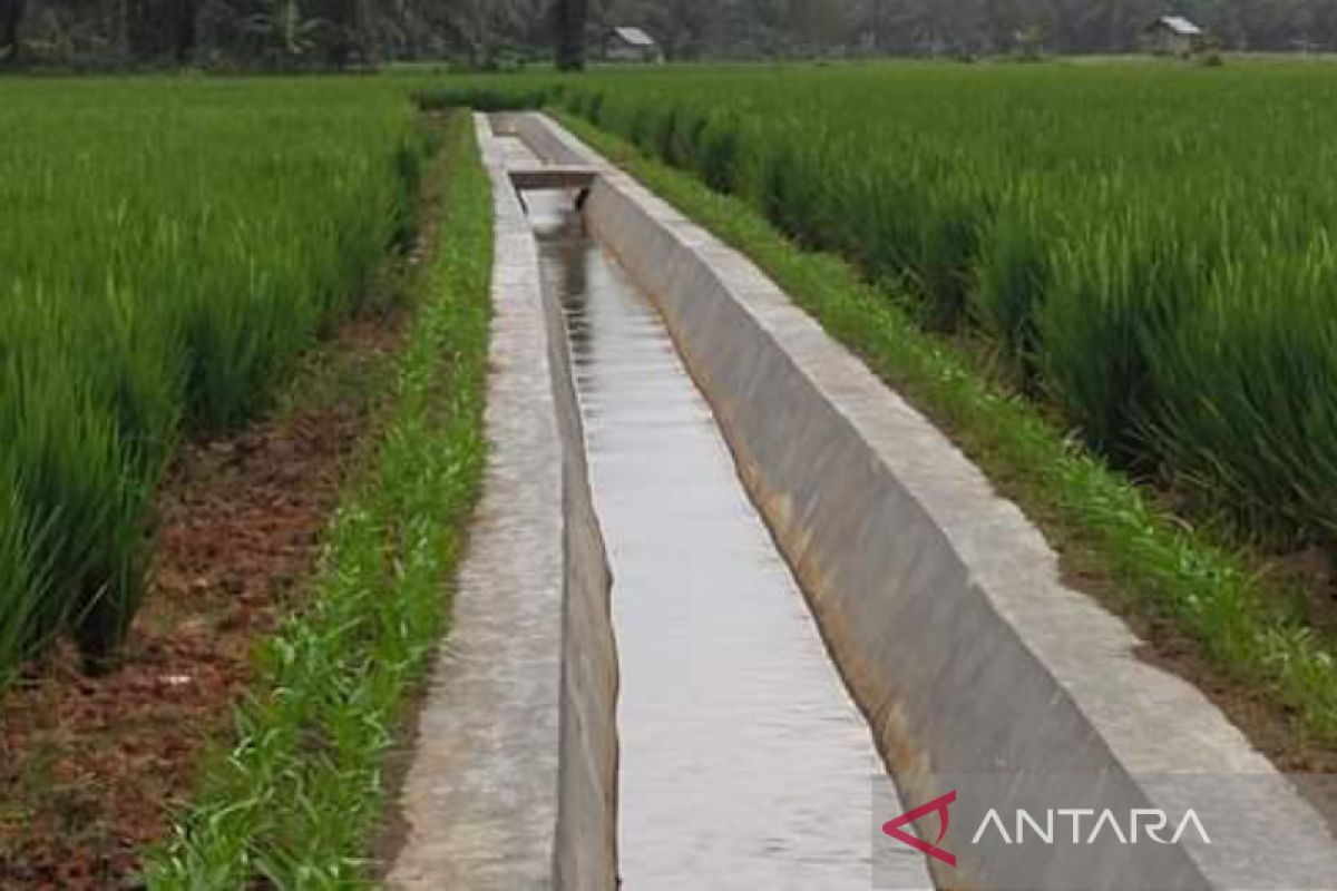 Gabah petani Mukomuko Bengkulu tetap bersaing, meski harga turun