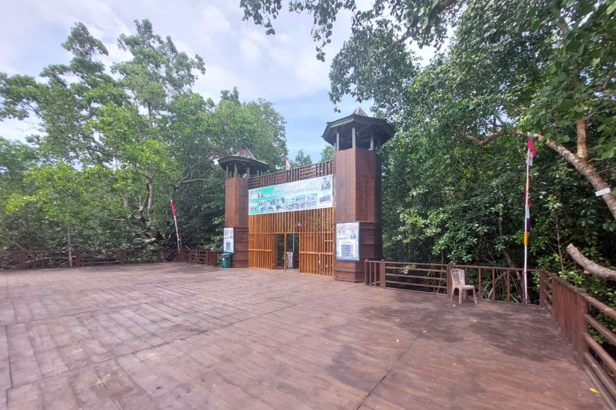Berkolaborasi menghentikan laju kerusakan hutan mangrove di Malut