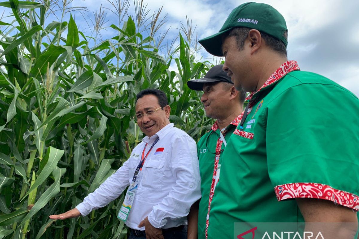 Syngenta luncurkan benih jagung bioteknologi pertama di Indonesia