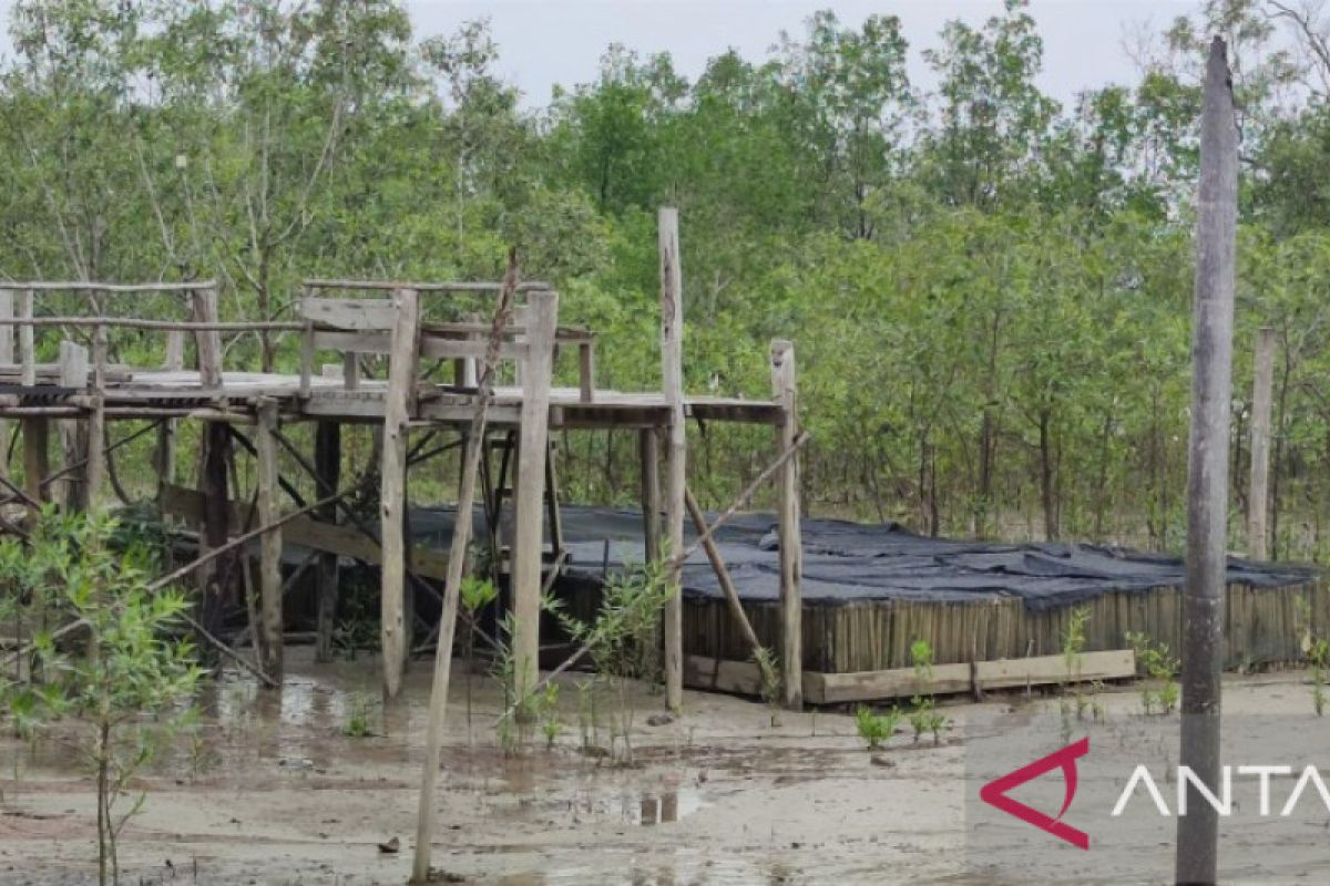 Budi daya kepiting bakau wagra suku Sawang