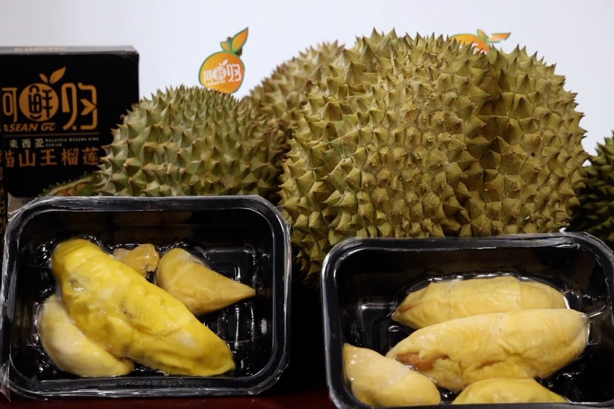 Eksportir durian Vietnam berupaya perluas pangsa pasar di China