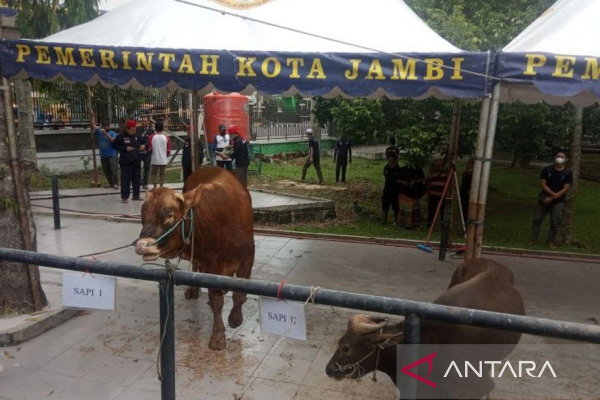 Pemkot Jambi siapkan 247 hewan kurban rayakan Idul Adha