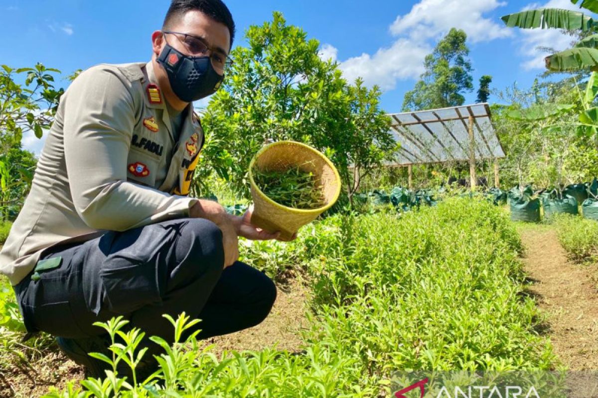 Polisi putra Banua buat produk kesehatan berbahan ekstrak tanaman Stevia