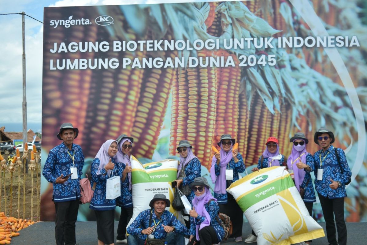 Syngenta luncurkan benih jagung biotek dengan keunggulan ganda