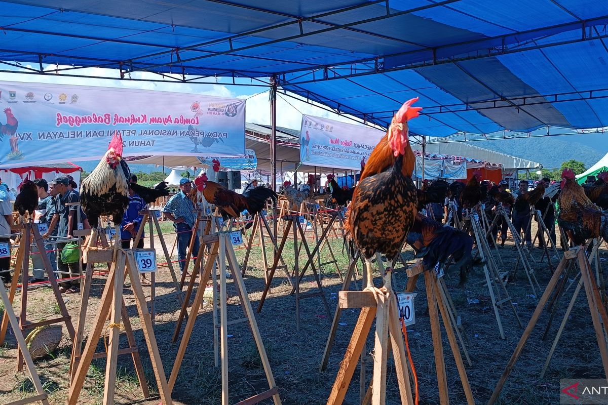 Kontes Ayam Kukuk Balenggekpecahkan rekor dunia dalam Penas Tani