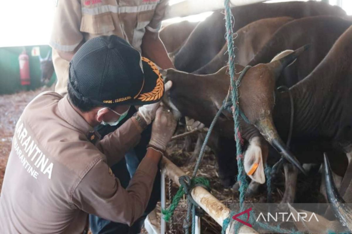 Banjarmasin Agricultural Quarantine increases biosecurity ahead of Eid al-Adha