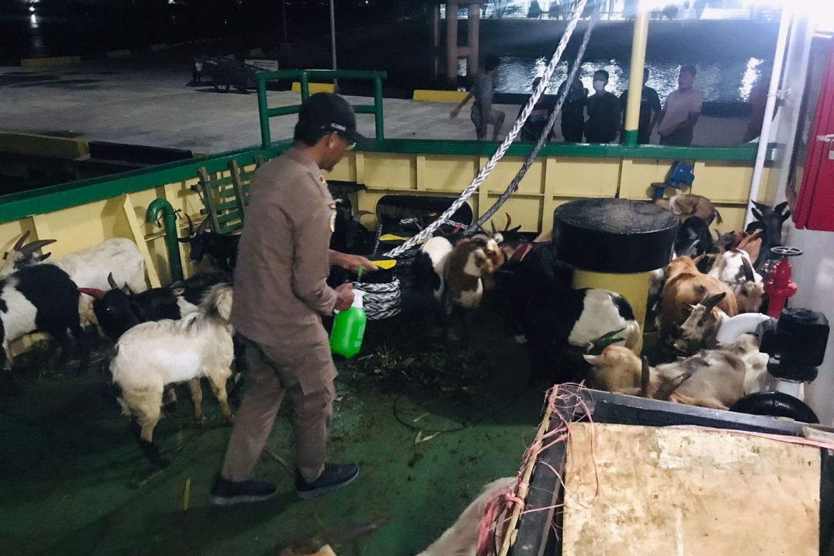 Karantina Pertanian Sultra  tolak 51 ekor kambing tanpa dokumen