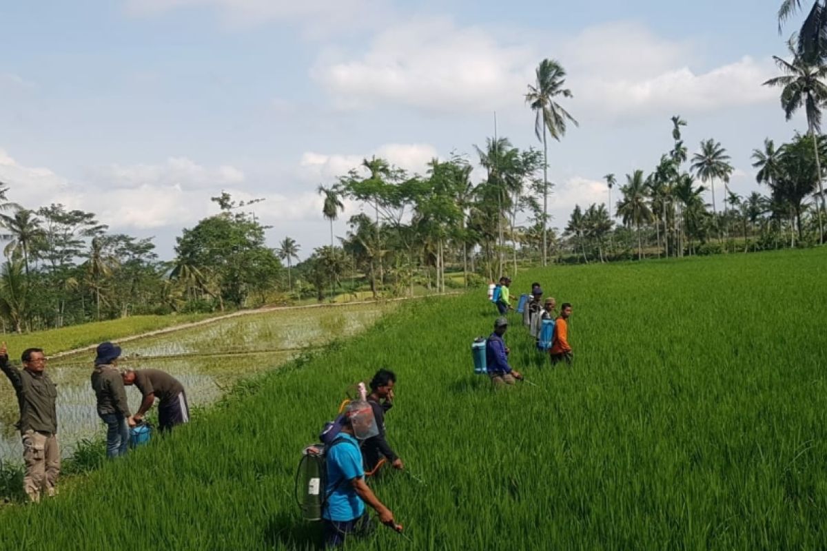 Penyuluh bareng petani kendalikan hama secara masif di Jember