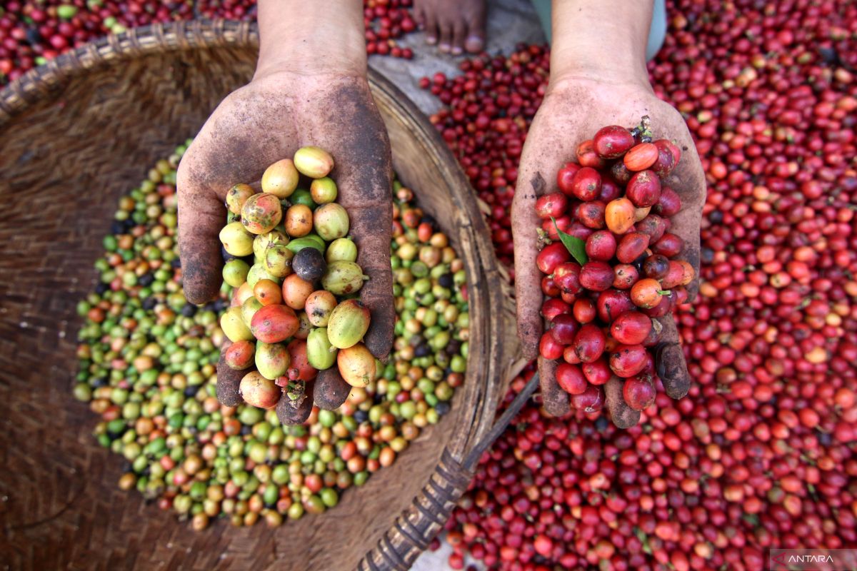 AEKI: ASEAN bisa jadi alternatif  tujuan ekspor kopi Sumut