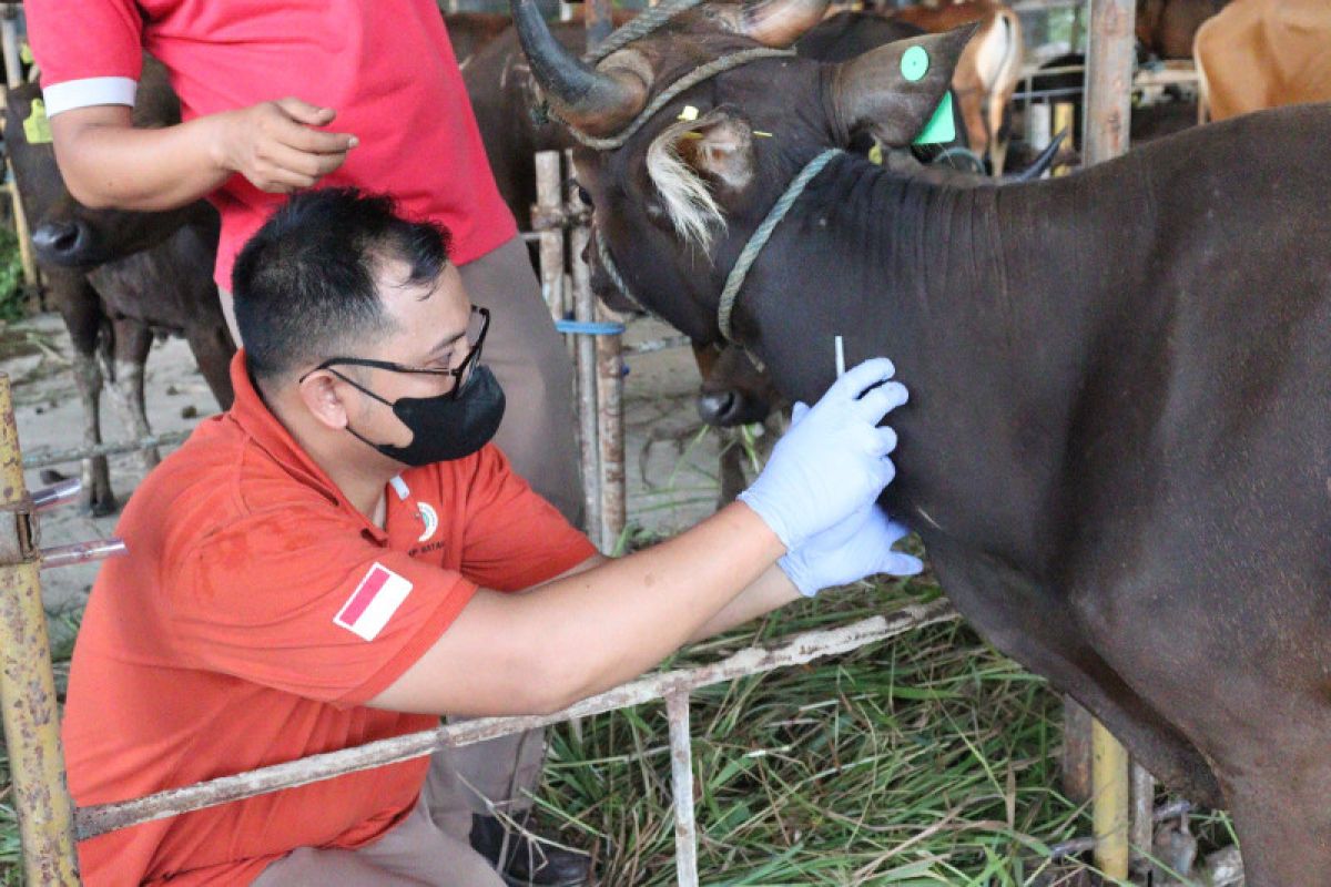 100 petugas dikerahkan periksa kesehatan hewan kurban di Tangerang