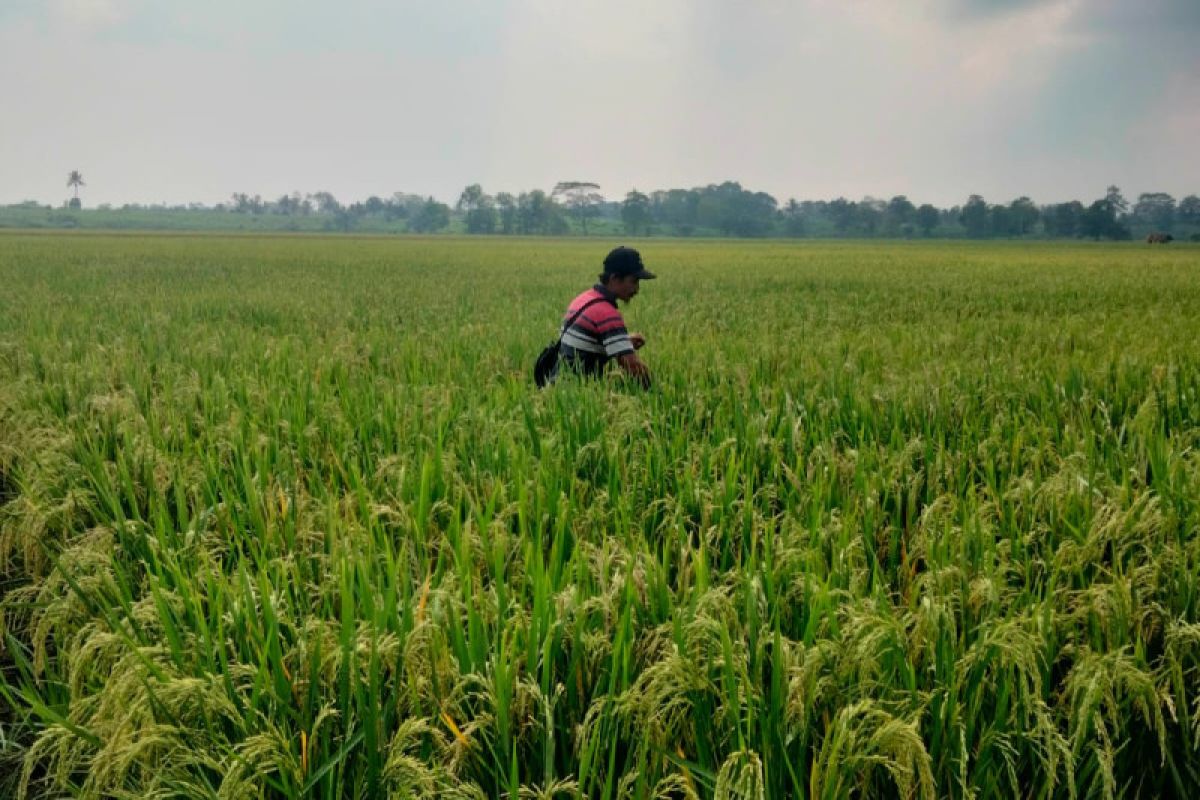Produksi terancam turun, petani Lampung perlu bantuan agri input