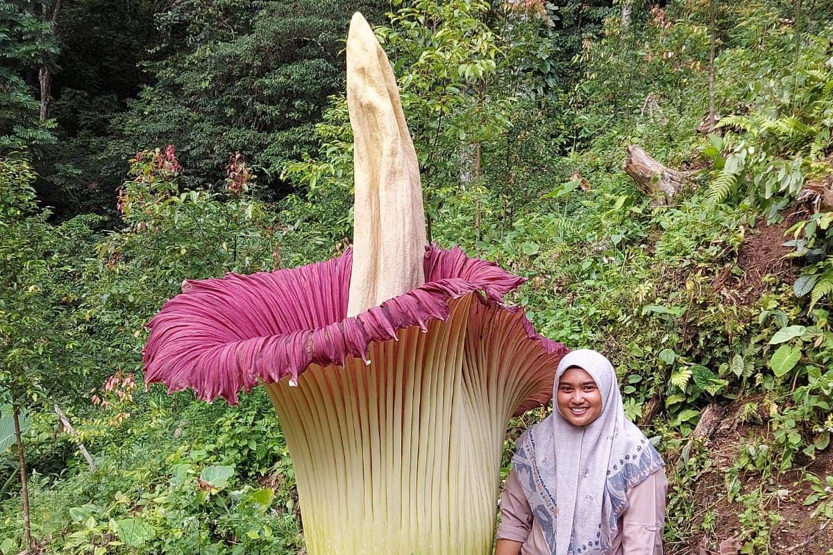 Bunga bangkai setinggi 2,55 meter mekar di Sitingkai Agam