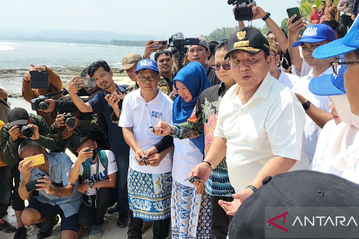Sejumlah tukik dilepasliarkan di Pantai Tanjung Setia saat Krui Pro
