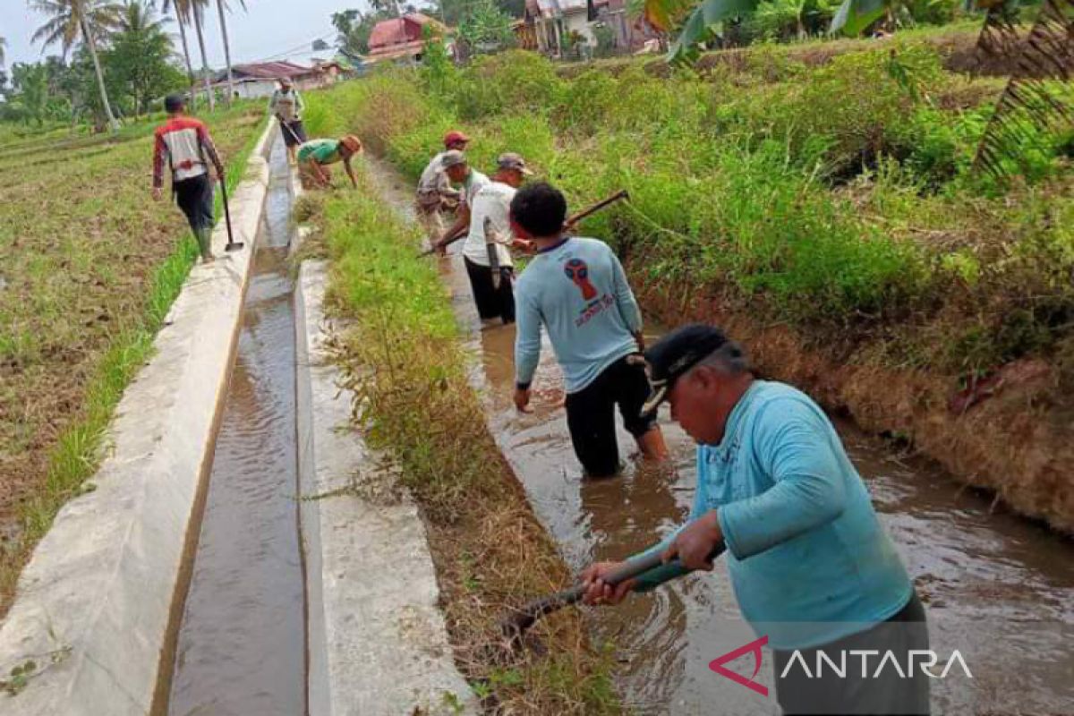 400 hektare sawah Lubuk Pinang andalkan air DI Manjuto