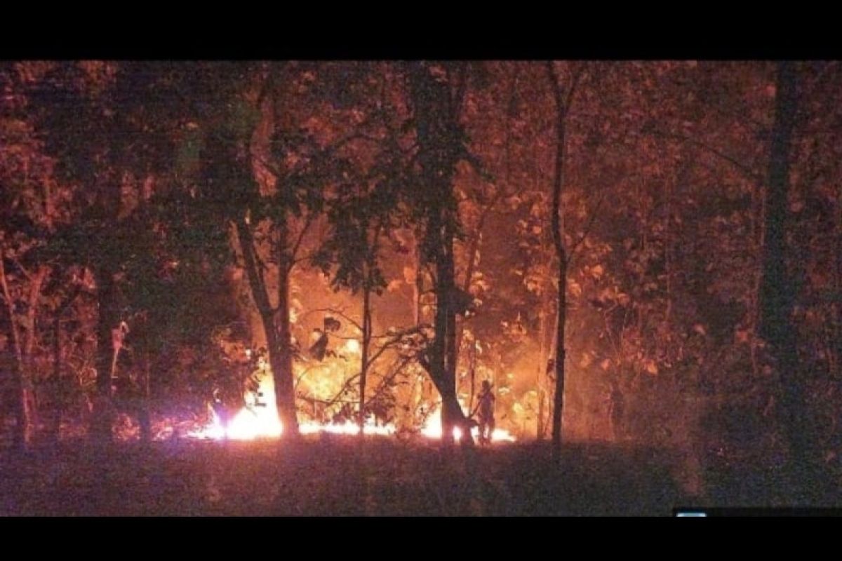 Hutan jati di Taman Nasional Baluran terbakar