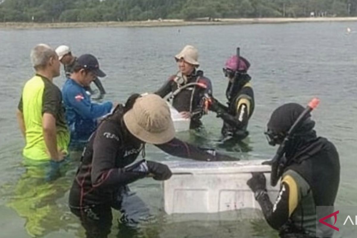 Pemerintah tambah luas kebun terumbu karang di perairan Teluk Jakarta