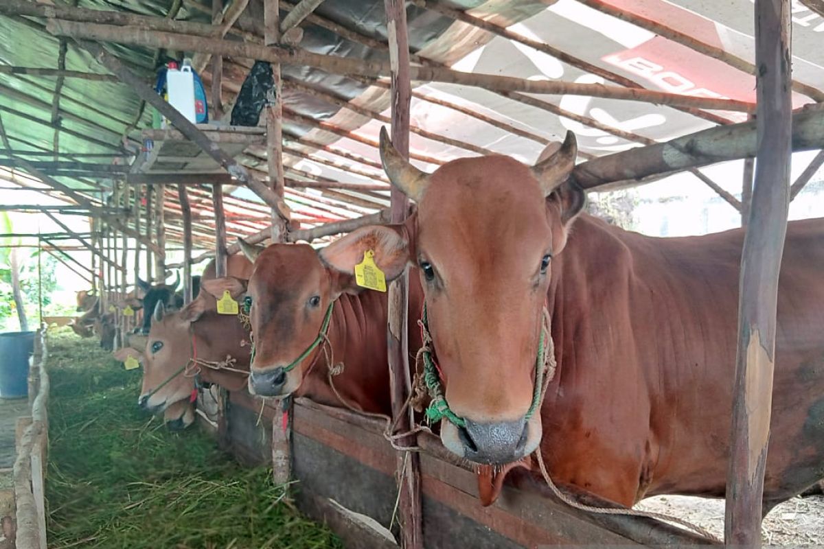 Ribuan sapi di Belitung sudah mendapat vaksin penguat PMK
