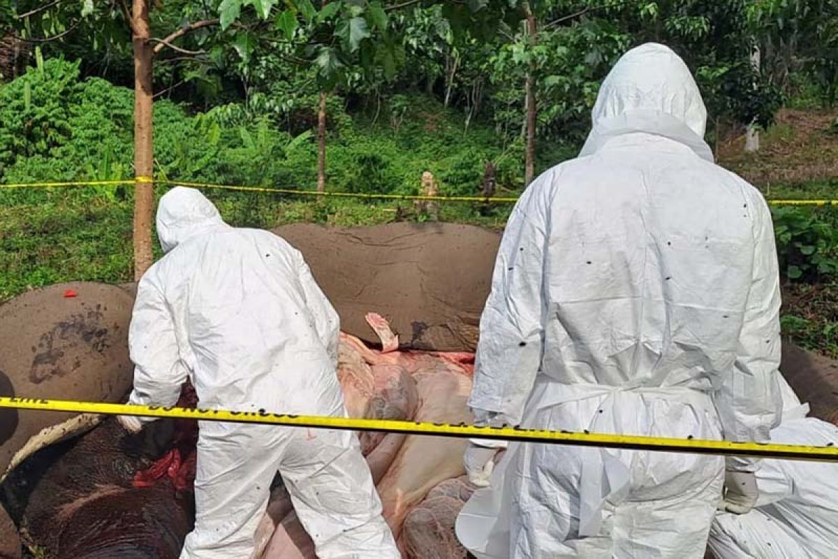 Gajah mati di Aceh Tengah diduga karena keracunan