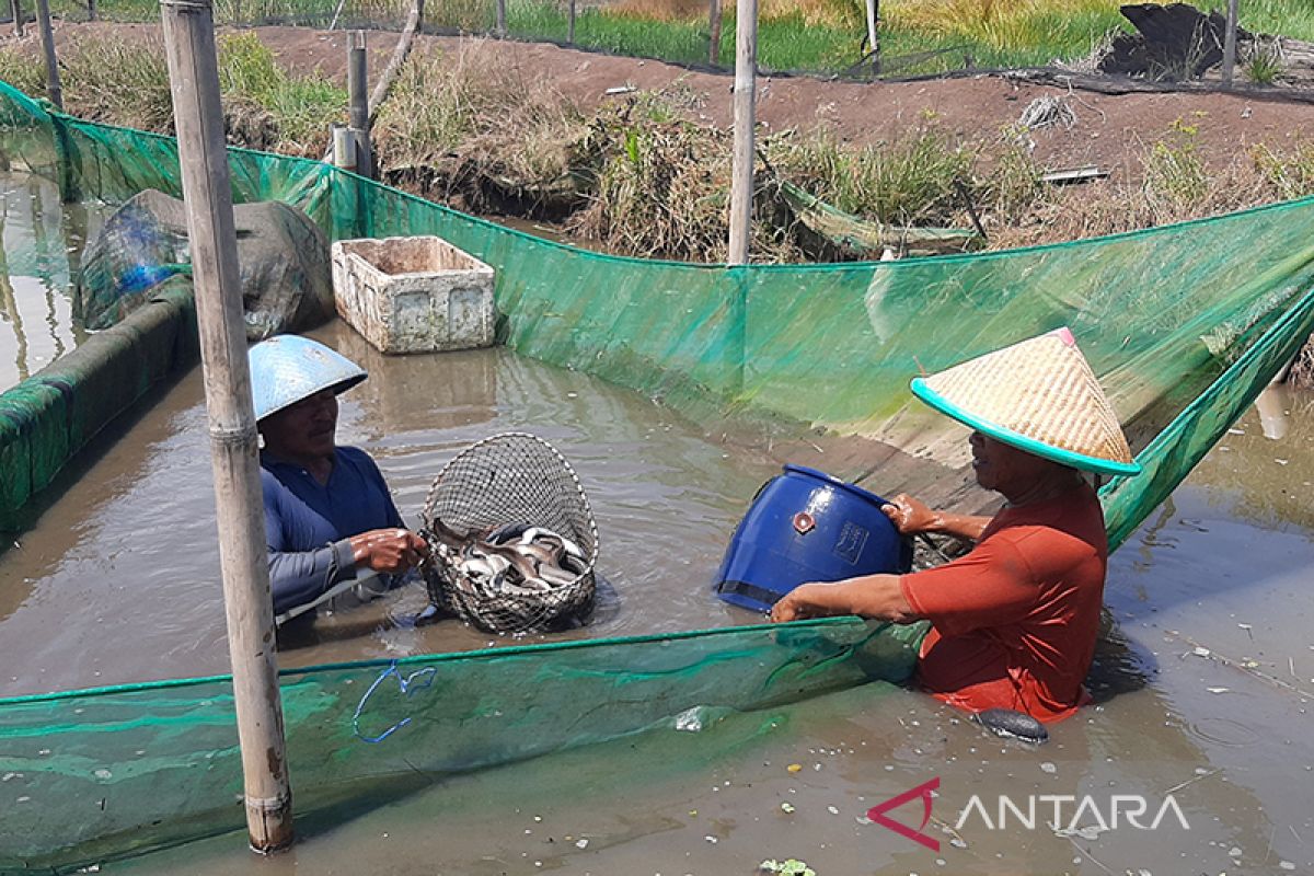 Petani perikanan budidaya waspadai cuaca ekstrem