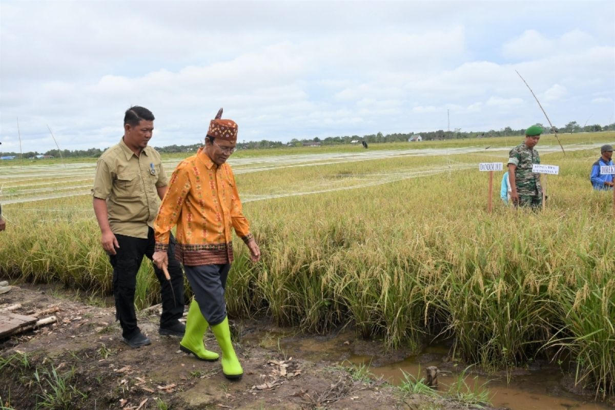 Food estate dan penanganan stunting masih jadi prioritas Pemkab Kapuas