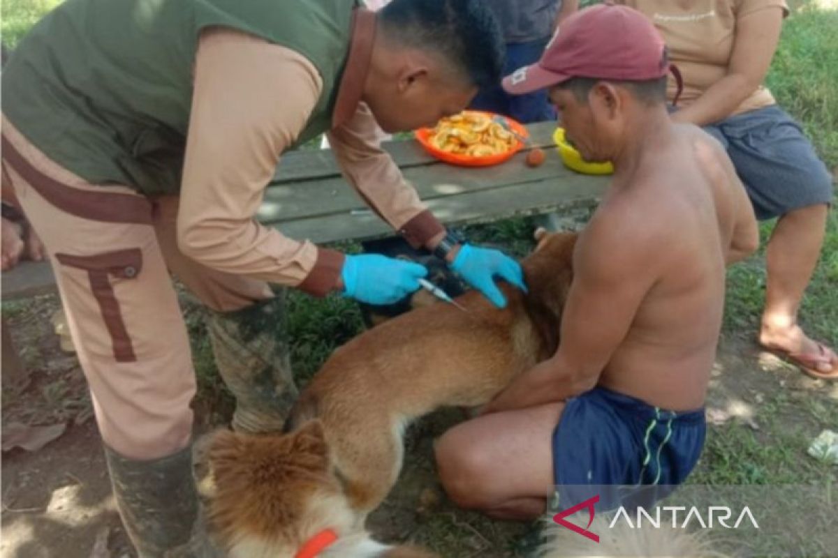 10 warga Kalbar meninggal akibat gigitan anjing rabies