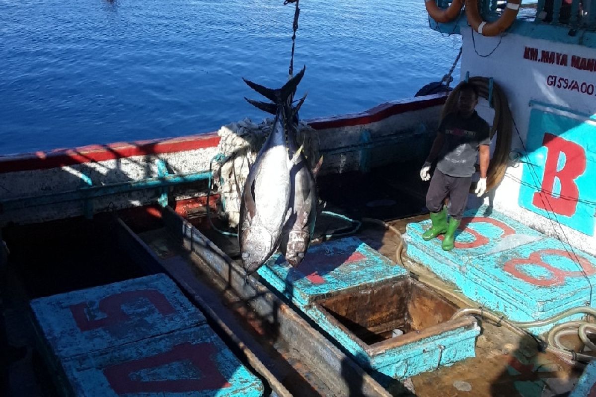Mewujudkan Biak pusat ekspor tuna di Tanah Papua