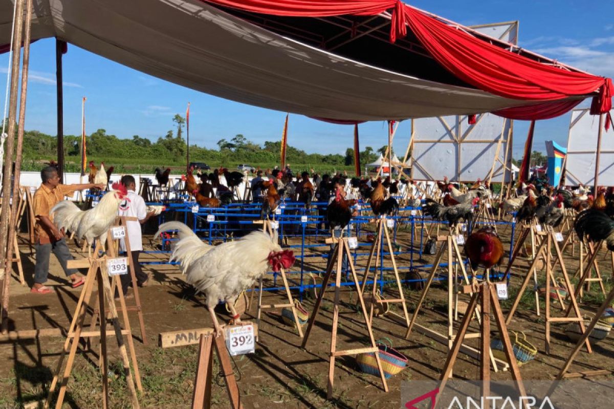 Kementan harap Ayam Kukuak Balenggek segera didaftarkan ke FAO