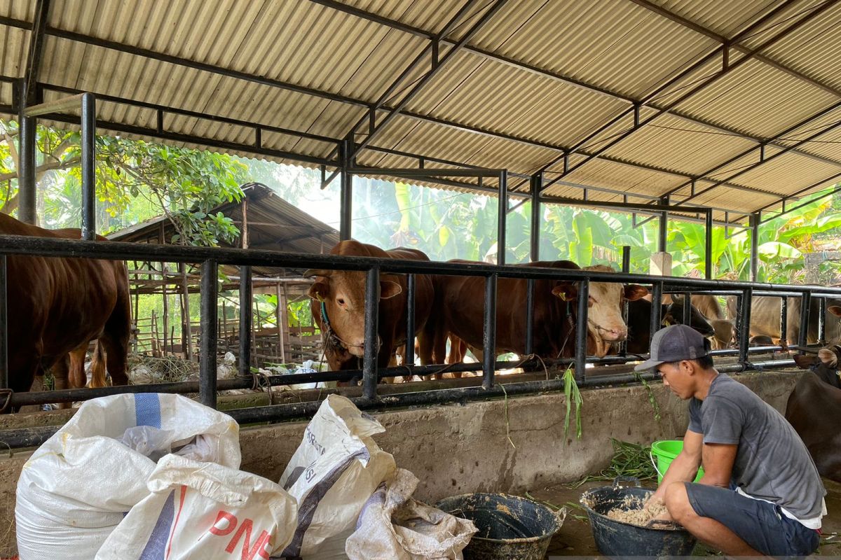 Presiden Jokowi sumbang sapi kurban seberat 840 kilogram untuk Jambi