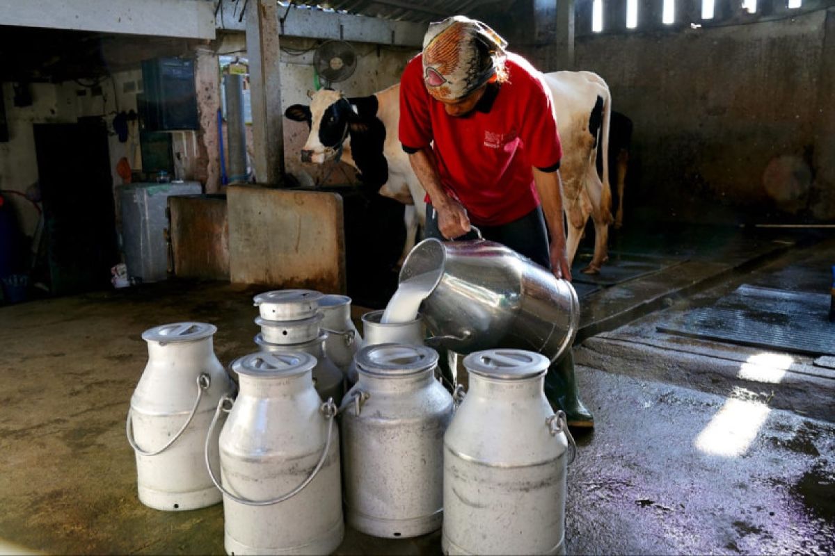 Ini empat manfaat konsumsi susu sapi bagi kesehatan tubuh