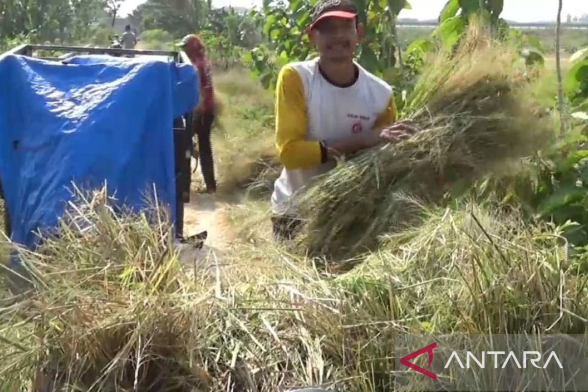 Pemkab Ngawi dapat jatah klaim asuransi tani seluas 500 ha