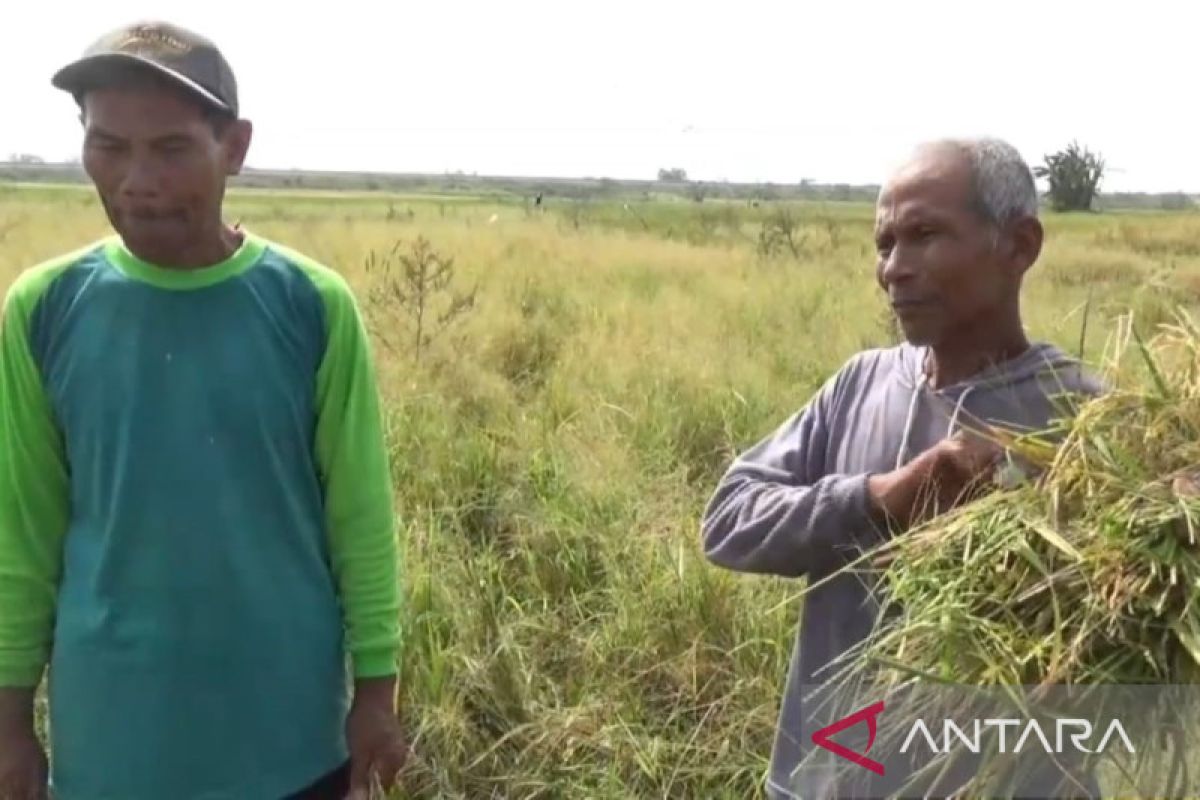 DKPP Ngawi: 200 hektare sawah petani alami gagal panen