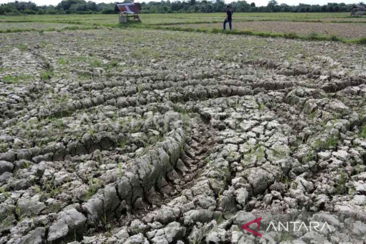 700 Hektare lahan sawah di Nagan Raya mengalami kekeringan, berpotensi gagal panen