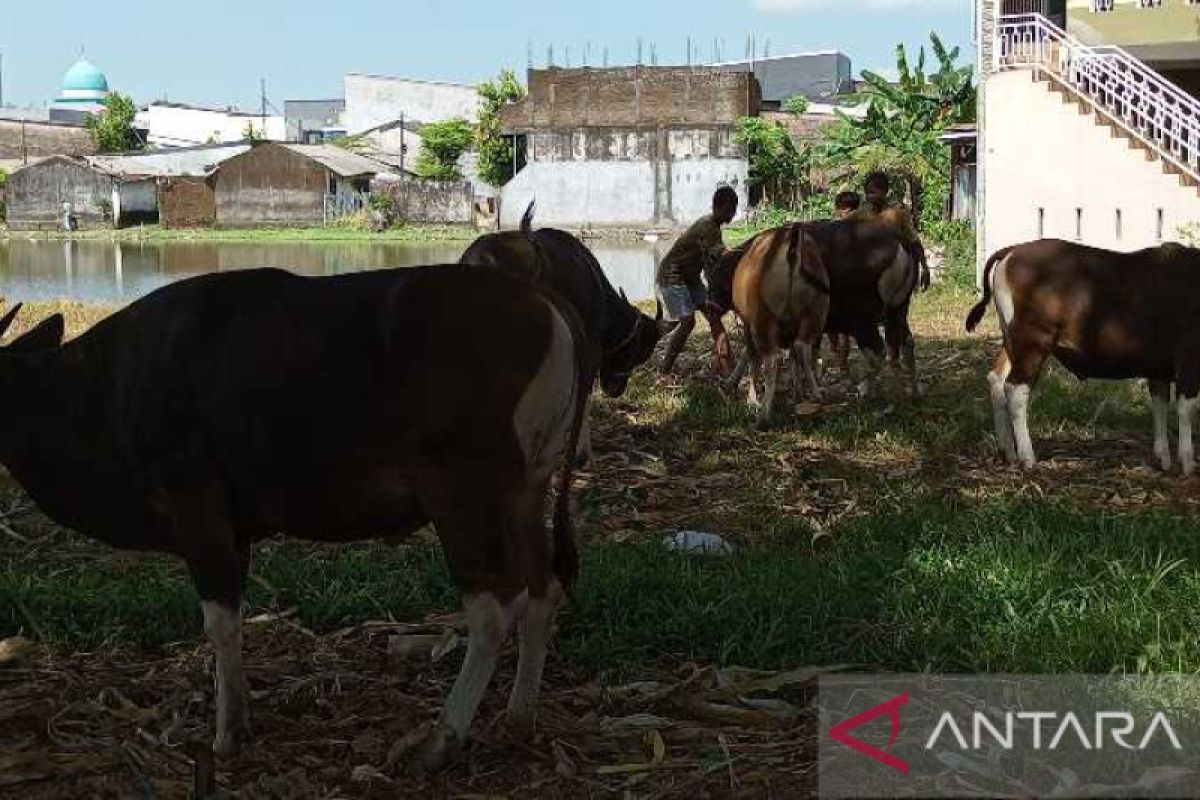 Pemkot Makassar kerahkan 100 tim periksa hewan ternak jelang Idul Adha 1444 Hijriah