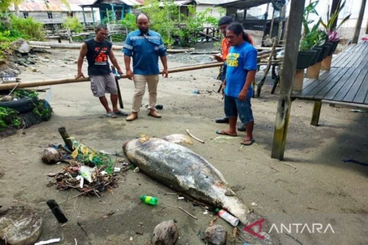 A dead dolphin washed ashore in Kotabaru's village