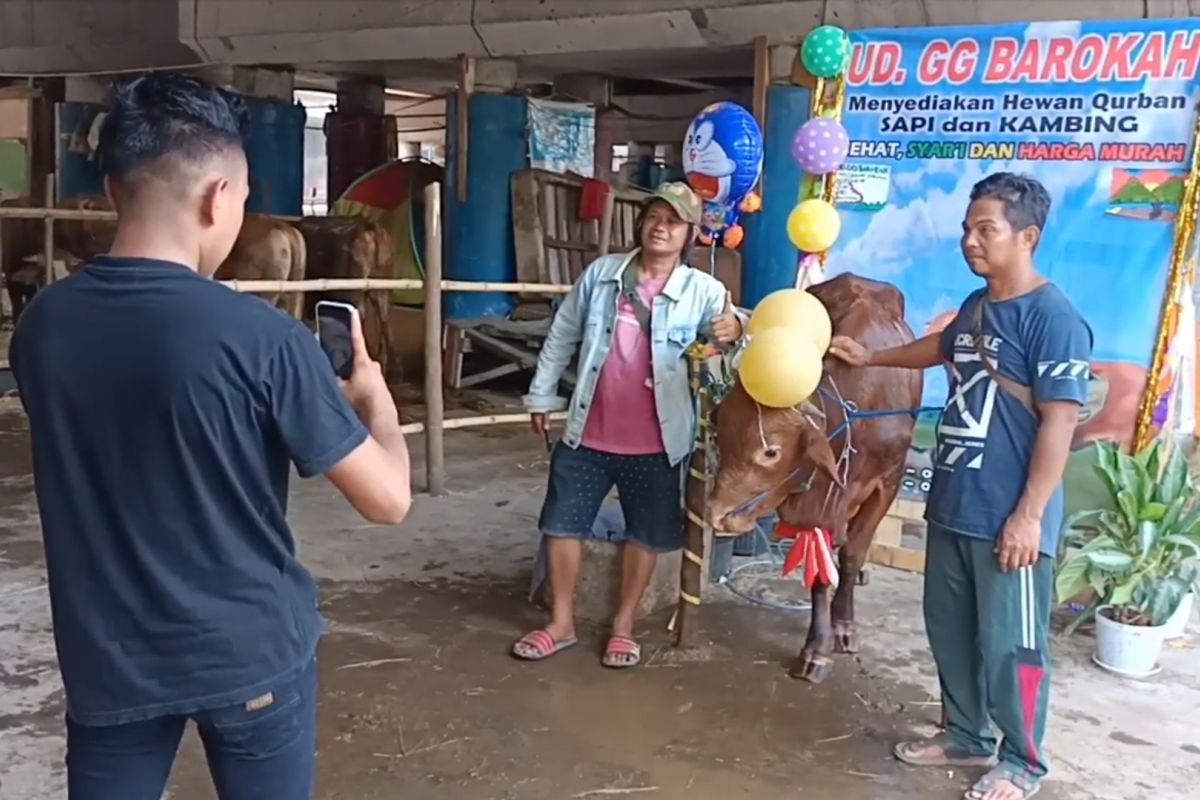 Penjual sediakan salon untuk hias sapi kurban