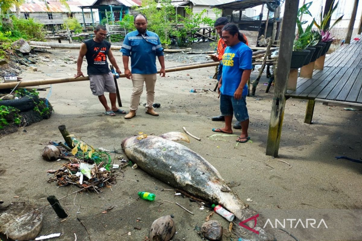 Lumba lumba mati terdampar di Desa Sarangtiung
